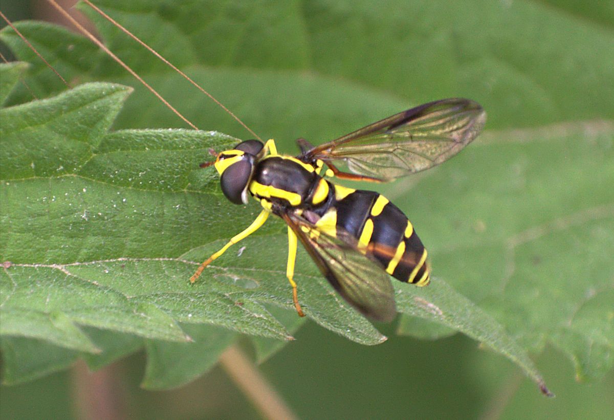 Chrysotoxum intermedium ??